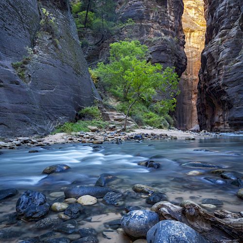 A scenic river flows through a narrow canyon with steep rock walls, lush greenery, and a tree in the center, illuminated by sunlight.